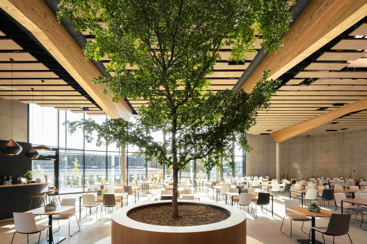 VAILLANT Betriebsrestaurant, Remscheid - Innenraum mit großem Baum im Topf - Oase – TROPP LIGHTING DESIGN